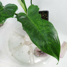 Load image into Gallery viewer, Philodendron Minarum Lime Fiddle, Mottled Dragon variegated 4” pot, Fedex 2 day*

