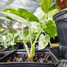 Load image into Gallery viewer, Alocasia Odora, Okinawa Silver, Exact Plant Variegated
