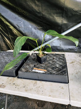 Load image into Gallery viewer, Anthurium Spectabile, Exact Plant Ships Nationwide
