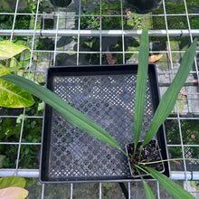 Load image into Gallery viewer, Anthurium Bakeri, Exact Plant

