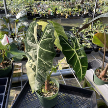 Load image into Gallery viewer, Alocasia Frydek Variegated exact plant, Fedex 2day
