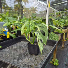 Load image into Gallery viewer, Monstera Adansonii Mint &quot;Indonesia&quot;, Exact Plant Variegated Ships Nationwide
