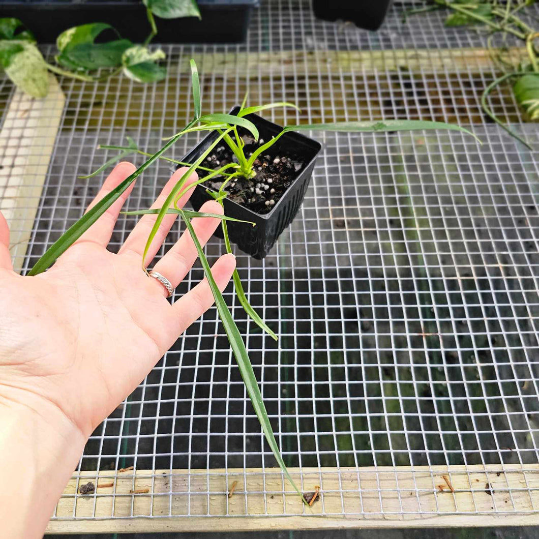 Philodendron Polypodoides, Exact Plant Ships Nationwide