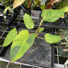 Load image into Gallery viewer, Philodendron Jungle Fever Mint Variegated exact plant, Fedex 2day
