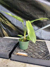 Load image into Gallery viewer, Anthurium Spectabile, Exact Plant Ships Nationwide
