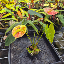 Load image into Gallery viewer, Anthurium Andraeanum Starlight Splash, Exact Plant, Speckled Ships Nationwide

