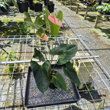 Load image into Gallery viewer, Anthurium Shibori, Exact Plant Variegated
