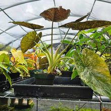 Load image into Gallery viewer, Alocasia Wentii, Exact Plant Variegated Large
