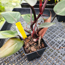 Load image into Gallery viewer, Philodendron Royal Queen, Exact Plant Ships Nationwide
