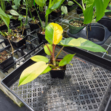 Load image into Gallery viewer, Philodendron Jungle Fever , Exact Plant Variegated Ships Nationwide
