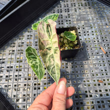 Load image into Gallery viewer, Alocasia Watsoniana Albo Pink variegated exact plant, Fedex 2day*

