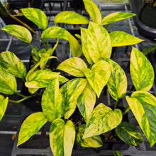 Load image into Gallery viewer, Epipremnum Pinnatum Sunburst Variegated 2.5" pot, Fedex 2day*

