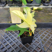 Load image into Gallery viewer, Philodendron Florida Ghost, Exact Plant Ships Nationwide

