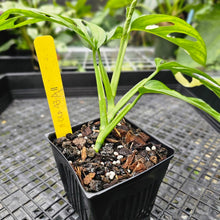 Load image into Gallery viewer, Monstera Adansonii Albo Tricolor, Exact Plant Variegated
