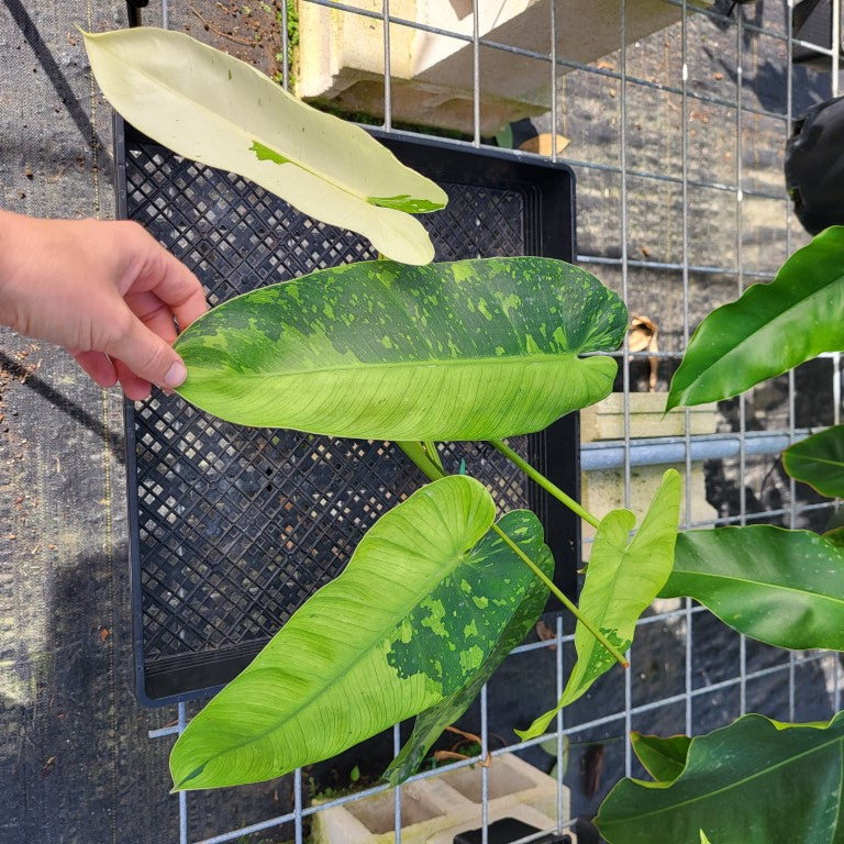 Philodendron Jose Buono, Exact Plant Variegated Ships Nationwide