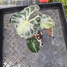Load image into Gallery viewer, alocasia venom Exact Plant Ships Nationwide
