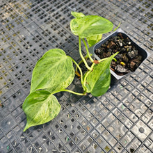 Load image into Gallery viewer, Philodendron Hederaceum, Heart Leaf, Exact Plant Variegated Ships Nationwide
