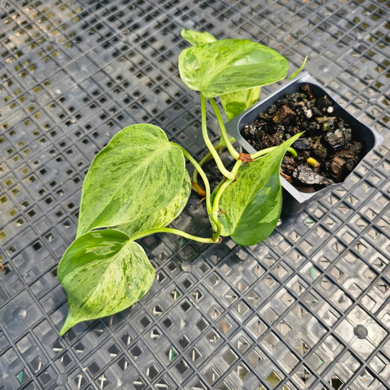 Philodendron Hederaceum, Heart Leaf, Exact Plant Variegated Ships Nationwide