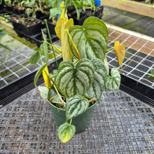 Load image into Gallery viewer, Philodendron Brandtianum, Exact Plant Ships Nationwide
