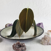 Load image into Gallery viewer, Philodendron Gigas 2.5&quot; starter pot, ships nationwide
