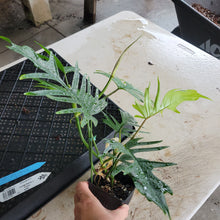 Load image into Gallery viewer, Philodendron Florida Beauty X Tortum, Exact Plant green Form Ships Nationwide
