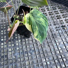 Load image into Gallery viewer, Philodendron Hederaceum Micans Aurea, Exact Plant Variegated Ships Nationwide

