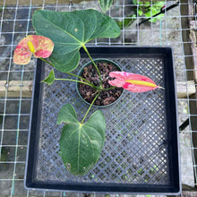 Load image into Gallery viewer, Anthurium Shibori, Exact Plant Variegated
