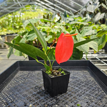 Load image into Gallery viewer, Anthurium Sherzerianum &quot;Pig Tail&quot;, Exact Plant Ships Nationwide
