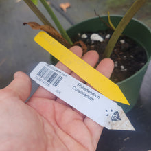 Load image into Gallery viewer, Philodendron Corsinianum, Exact Plant Ships Nationwide
