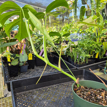 Load image into Gallery viewer, Monstera Sierrana Hawaii Clone, Exact Plant Ships Nationwide
