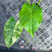 Load image into Gallery viewer, Alocasia Gageana Aurea, Exact Plant Variegated
