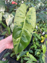 Load image into Gallery viewer, Philodendron Paraiso Verde 4" pot, Fedex 2day*
