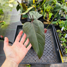 Load image into Gallery viewer, Philodendron Dark Lord, Exact Plant Ships Nationwide
