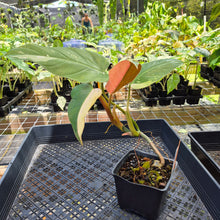 Load image into Gallery viewer, Philodendron Whipple Way, Exact Plant Variegated Ships Nationwide
