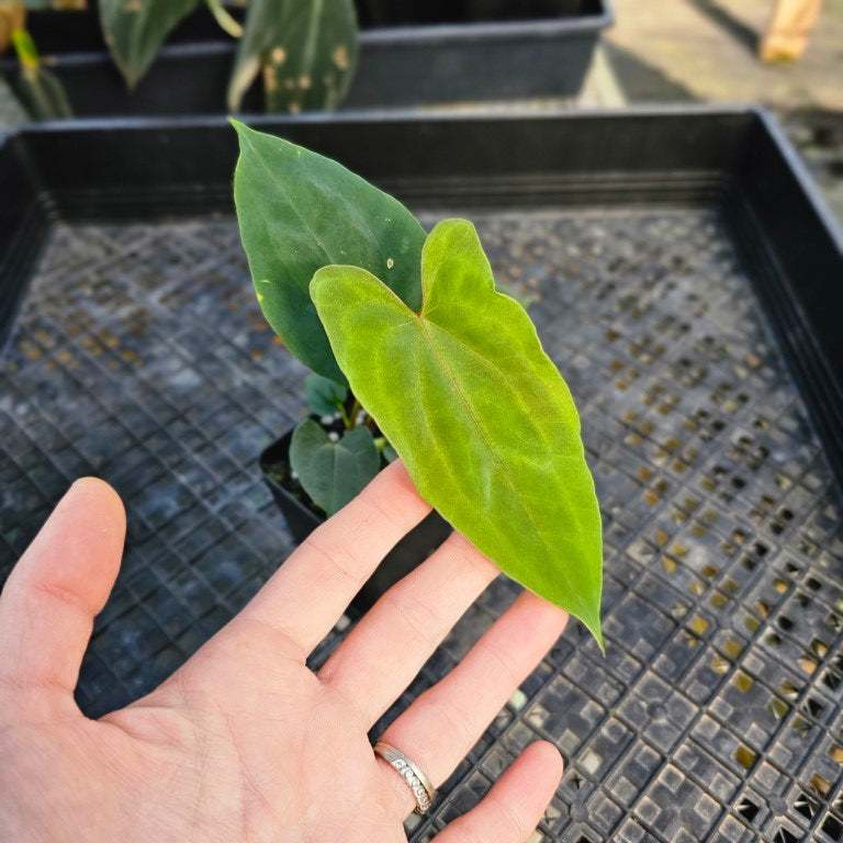 Anthurium Papillilaminum Fort Sherman X ( FS X Ralph Lynam), Exact Plant 2.5