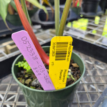 Load image into Gallery viewer, Philodendron Plowmanii, Exact Plant Ships Nationwide

