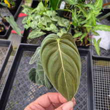 Load image into Gallery viewer, Philodendron Melanochrysum, Exact Plant Ships Nationwide
