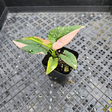 Load image into Gallery viewer, Syngonium Red Spot Tricolor, Exact Plant Variegated Ships Nationwide
