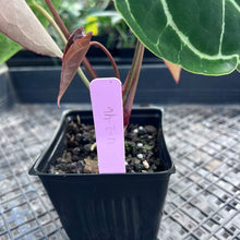 Load image into Gallery viewer, Anthurium Crystallinum, Exact Plant 3 top plant Ships Nationwide

