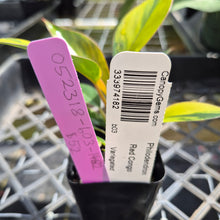 Load image into Gallery viewer, Philodendron Red Congo, Exact Plant Variegated Ships Nationwide
