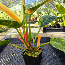 Load image into Gallery viewer, Philodendron Green Congo Nuclear, Exact Plant Variegated
