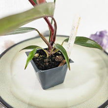 Load image into Gallery viewer, Philodendron Orange Princess, Exact Plant Variegated Ships Nationwide
