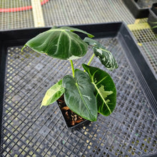 Load image into Gallery viewer, Alocasia Frydek, Exact Plant Variegated 2 top plant Ships Nationwide
