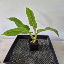 Load image into Gallery viewer, Philodendron Giant Orlando exact plant, Fedex 2day*
