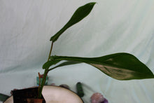 Load image into Gallery viewer, Philodendron Joepii Exact Plant Ships nationwide
