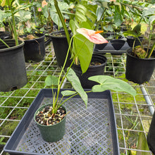 Load image into Gallery viewer, Anthurium Andraeanum Starlight Splash, Exact Plant, Speckled
