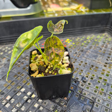 Load image into Gallery viewer, Alocasia Azlanii Aurea variegated , Exact Plant Ships Nationwide
