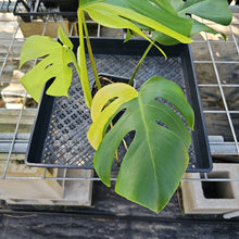 Load image into Gallery viewer, Monstera Borsigiana Aurea, Exact Plant Variegated Ships Nationwide
