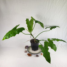 Load image into Gallery viewer, Philodendron Simmondsii, Exact Plant
