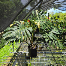 Load image into Gallery viewer, Monstera Thai Constellation Variegated exact plant, Fedex 2day*
